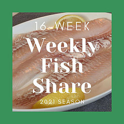 16 Week fish Share